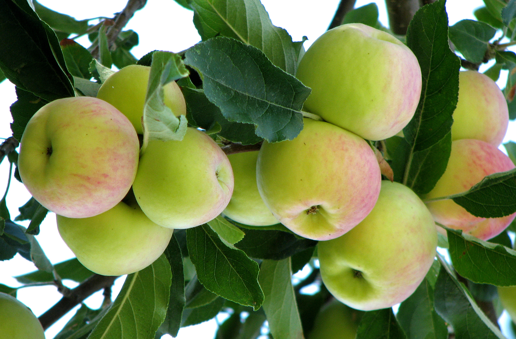 Kashmir’s apple crop up 5%