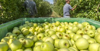 Poma de Girona distributes 300 kg of apples to local health workers