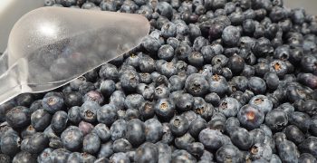 Six-fold rise in US organic blueberry sales in past decade