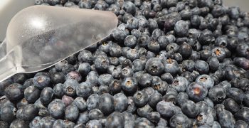 Record exports of Chilean organic blueberries