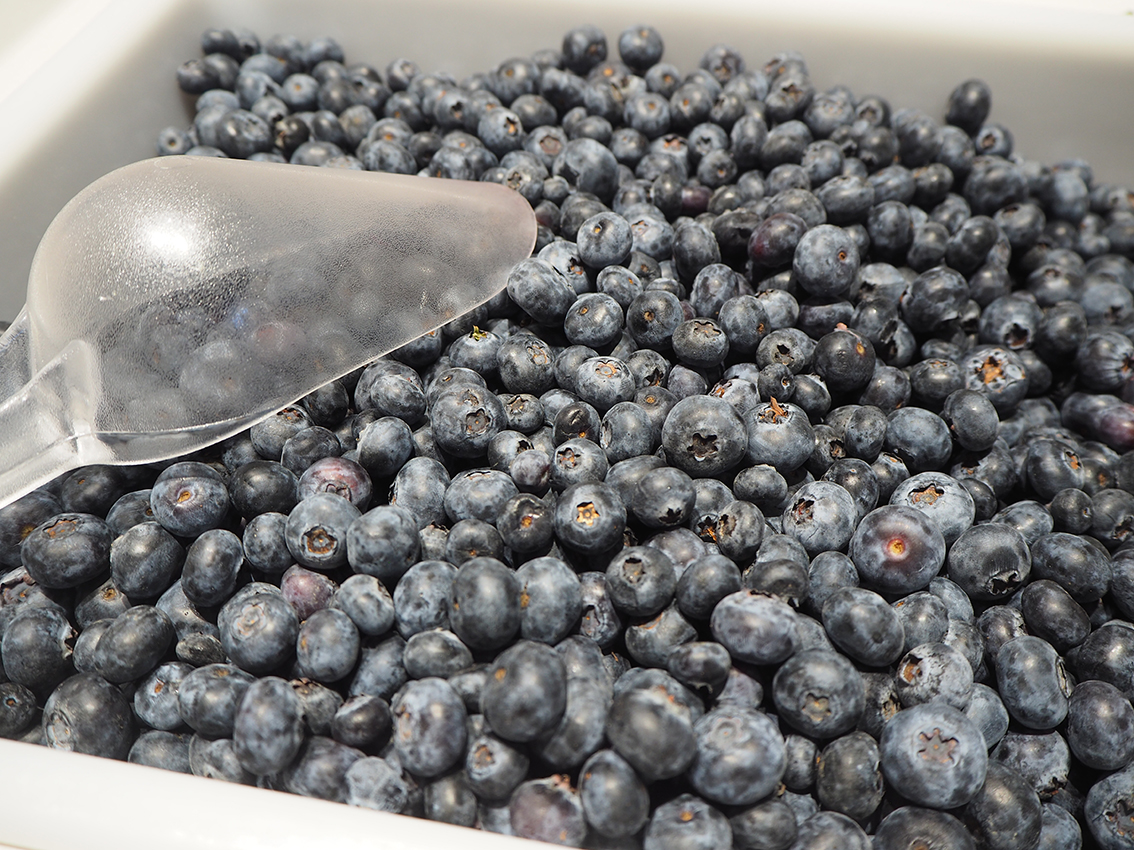Record exports of Chilean organic blueberries