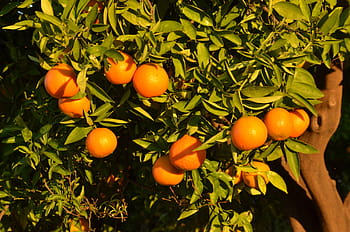 Spanish citrus prices normalise