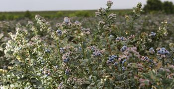 International Blueberry Organization Summit Rescheduled to 2021