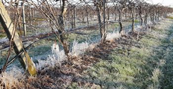 Italian crops lost to frost