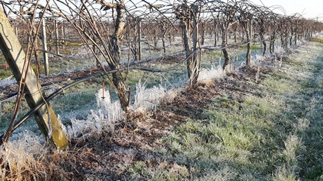 Italian crops lost to frost