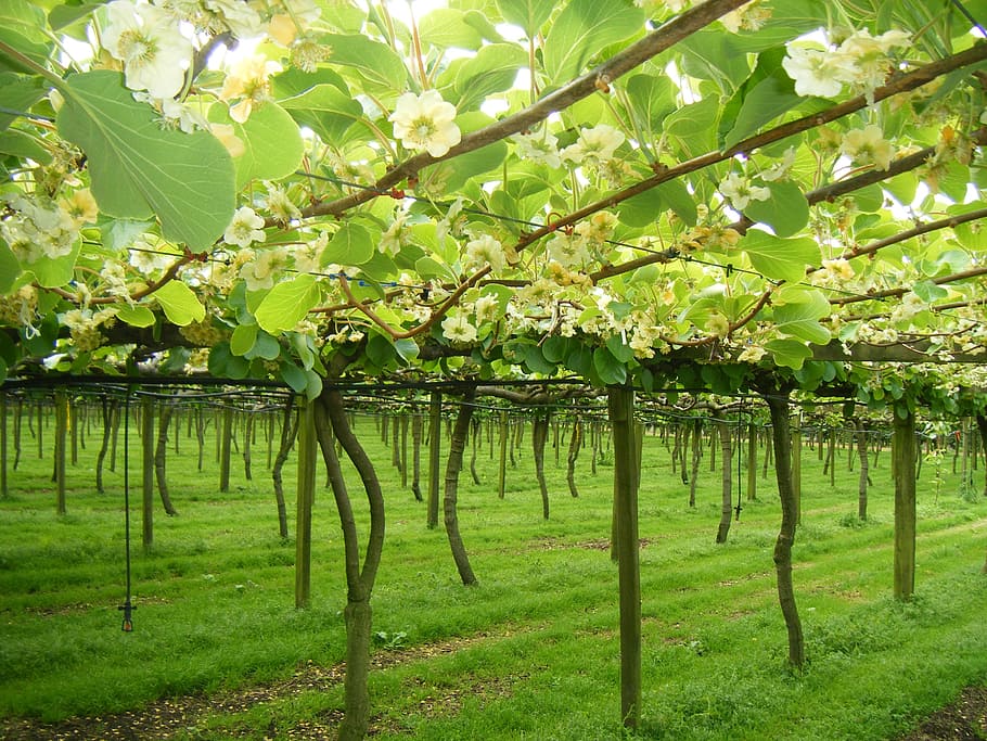 Economic crisis pushes New Zealanders into the fields