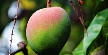COVID-19 hits mango sales in US