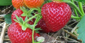 Fall in Polish strawberry prices amidst uncertainty