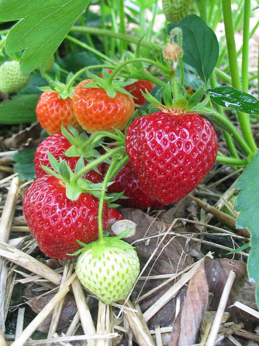 Fall in Polish strawberry prices amidst uncertainty