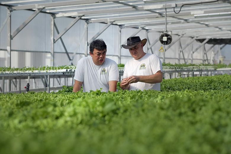 Singapore launches urban agriculture projects to expand local food supply