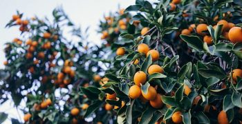 Good South African citrus harvest, but challenging logistics