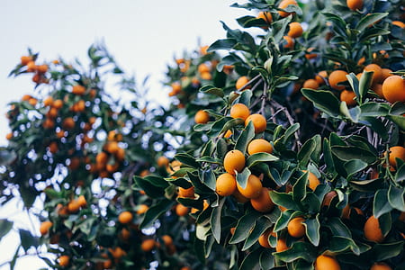 Good South African citrus harvest, but challenging logistics