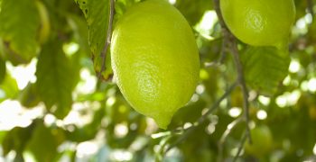 The Community Plant Variety Office (CPVO) grants protection for the Summer Prim lemon