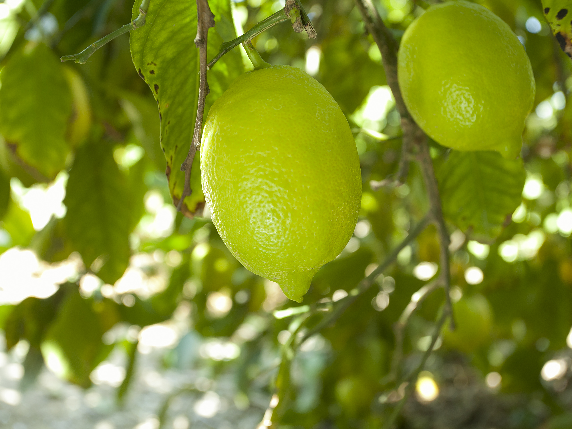 The Community Plant Variety Office (CPVO) grants protection for the Summer Prim lemon