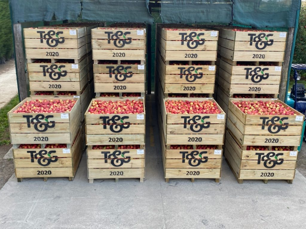 T&G Global: 2020 apple harvest in full swing, © T&G Global