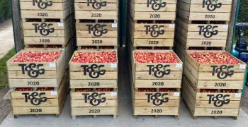 T&G Global: 2020 apple harvest in full swing