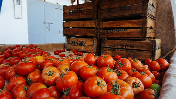 France to end Moroccan tomato imports 