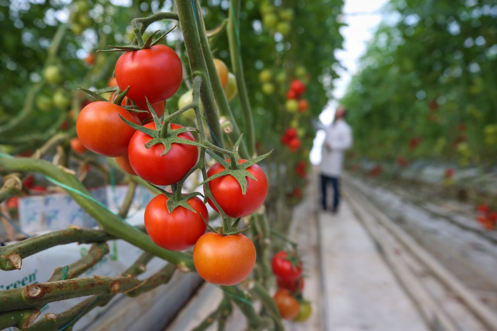 Turkey’s agri-food exports rise 4.5% in March