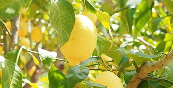 Blocks on exports of Turkey’s lemons amid COVID-19