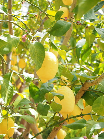 Blocks on exports of Turkey’s lemons amid COVID-19