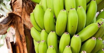 Ecuador’s banana exports increase despite liquidity issues