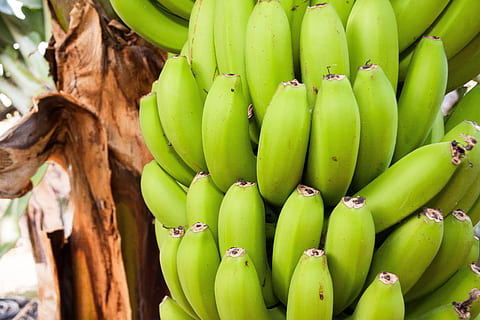 Ecuador’s banana exports increase despite liquidity issues