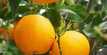 Spain breaks citrus export records in March