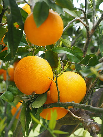 Spain breaks citrus export records in March