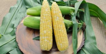 High Quality Sweet Corn for Market-leading Yield