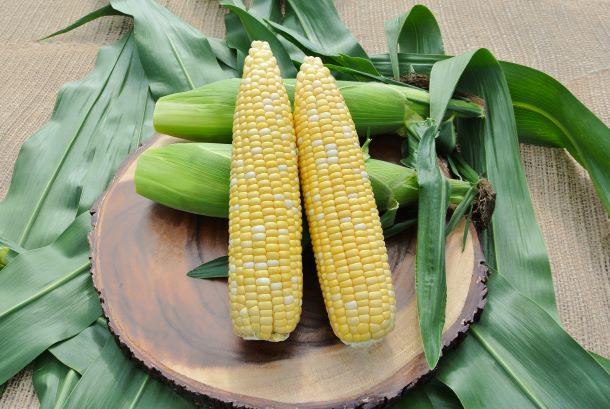 High Quality Sweet Corn for Market-leading Yield