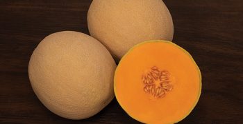 Innovations in Melon: Syngenta Extended Shelf Life Varieties