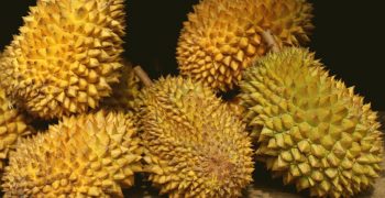 Strong rise in Thailand’s durian exports 