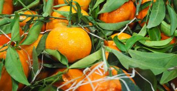 Spring Sunshine Mandarin Variety Producers Association established