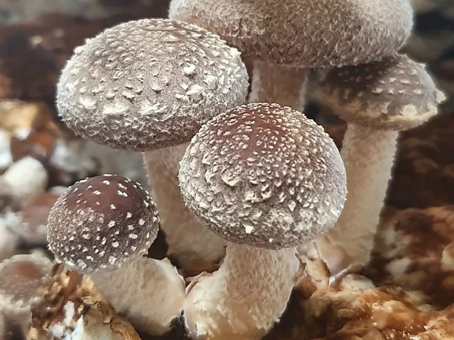 Nature Green offers organic Shiitake mushrooms