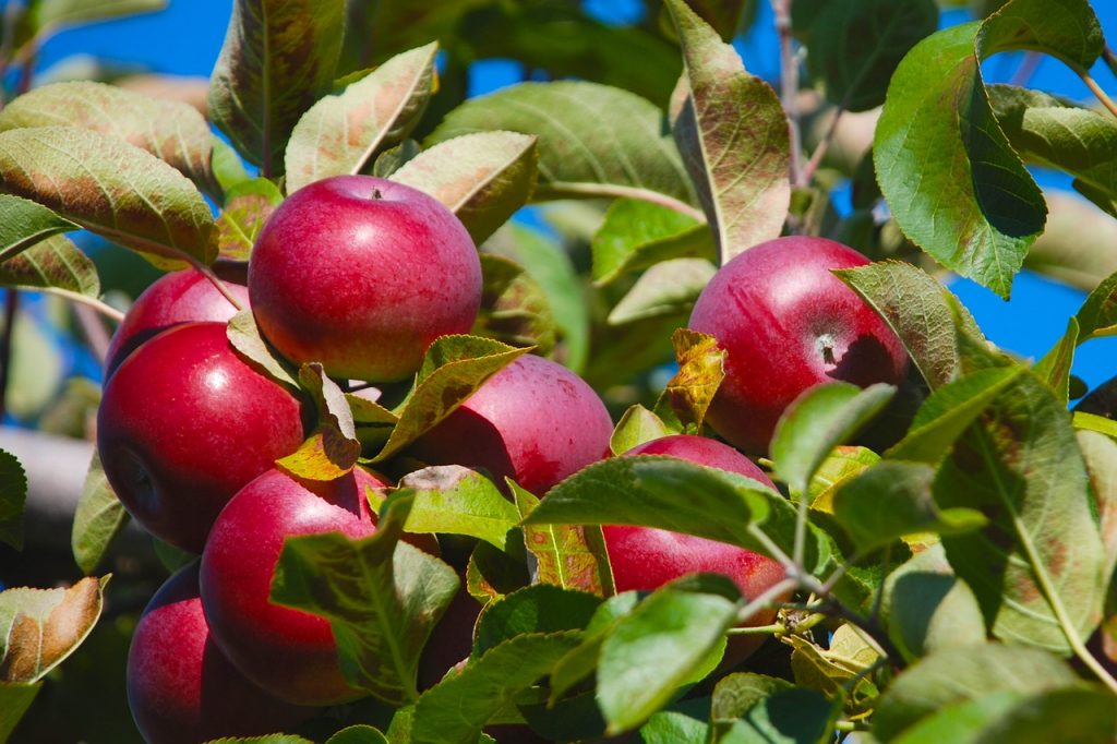 Record exports predicted for New Zealand apples 