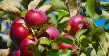 Record exports predicted for New Zealand apples 