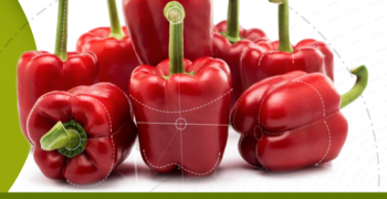 Syngenta peppers, towards a sustainable horizon