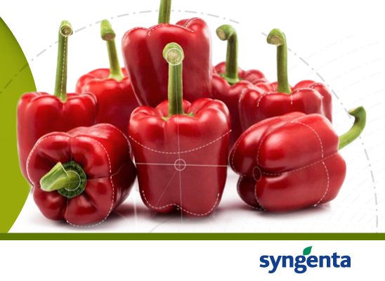 Syngenta peppers, towards a sustainable horizon