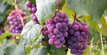 Chile’s grape exports remain stable despite drought