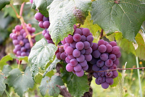 Chile’s grape exports remain stable despite drought