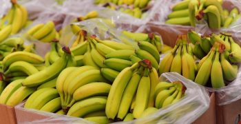 Banana sector embracing sustainability