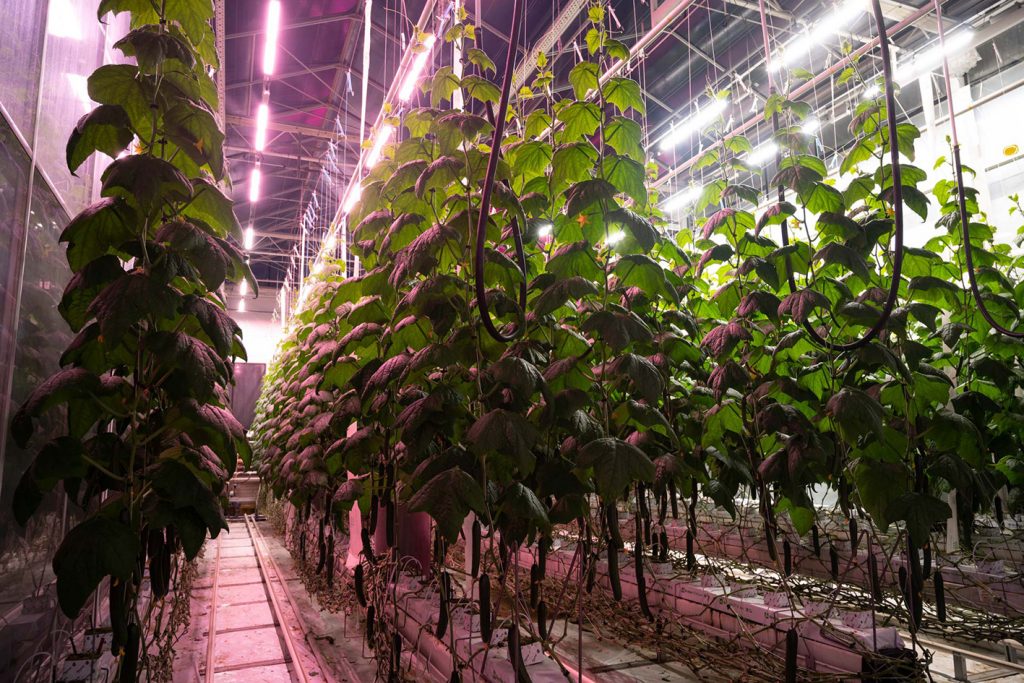 Fluence broad spectrum LED lighting selected for new high-tech quarantine greenhouse in the Netherlands, Photo courtesy of Fluence by OSRAM