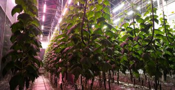 Fluence broad spectrum LED lighting selected for new high-tech quarantine greenhouse in the Netherlands