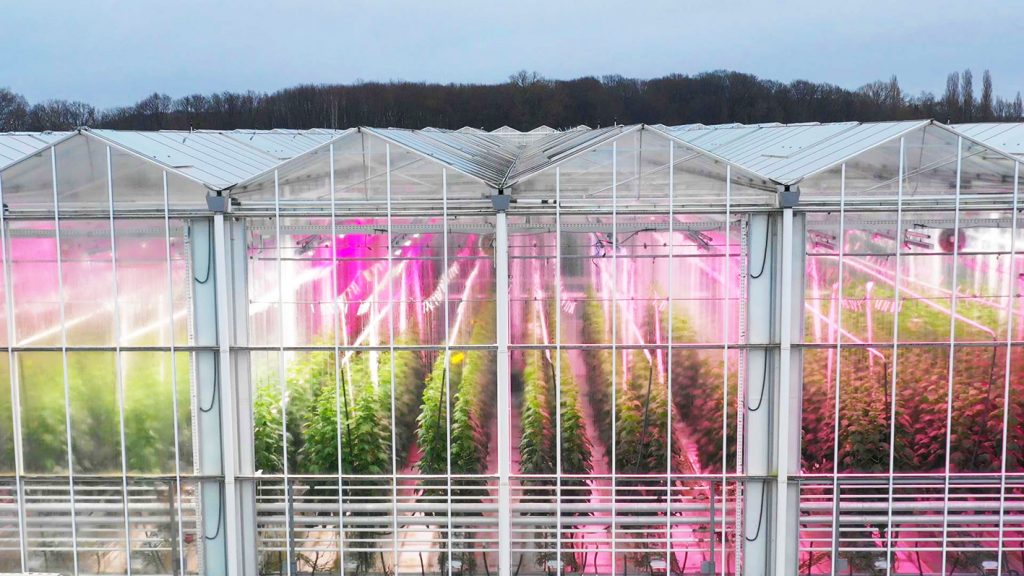 Fluence’s extended PhysioSpec™ spectra enable growers to optimize lighting strategies for any crop in any growth stage or geographic location. (Photo courtesy of Fluence by OSRAM)
