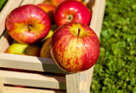 German apple prices have risen in recent months