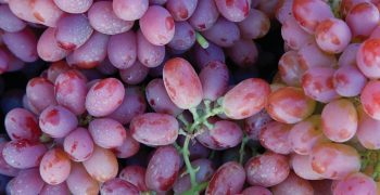Global grape output climbs 4% despite EU losses