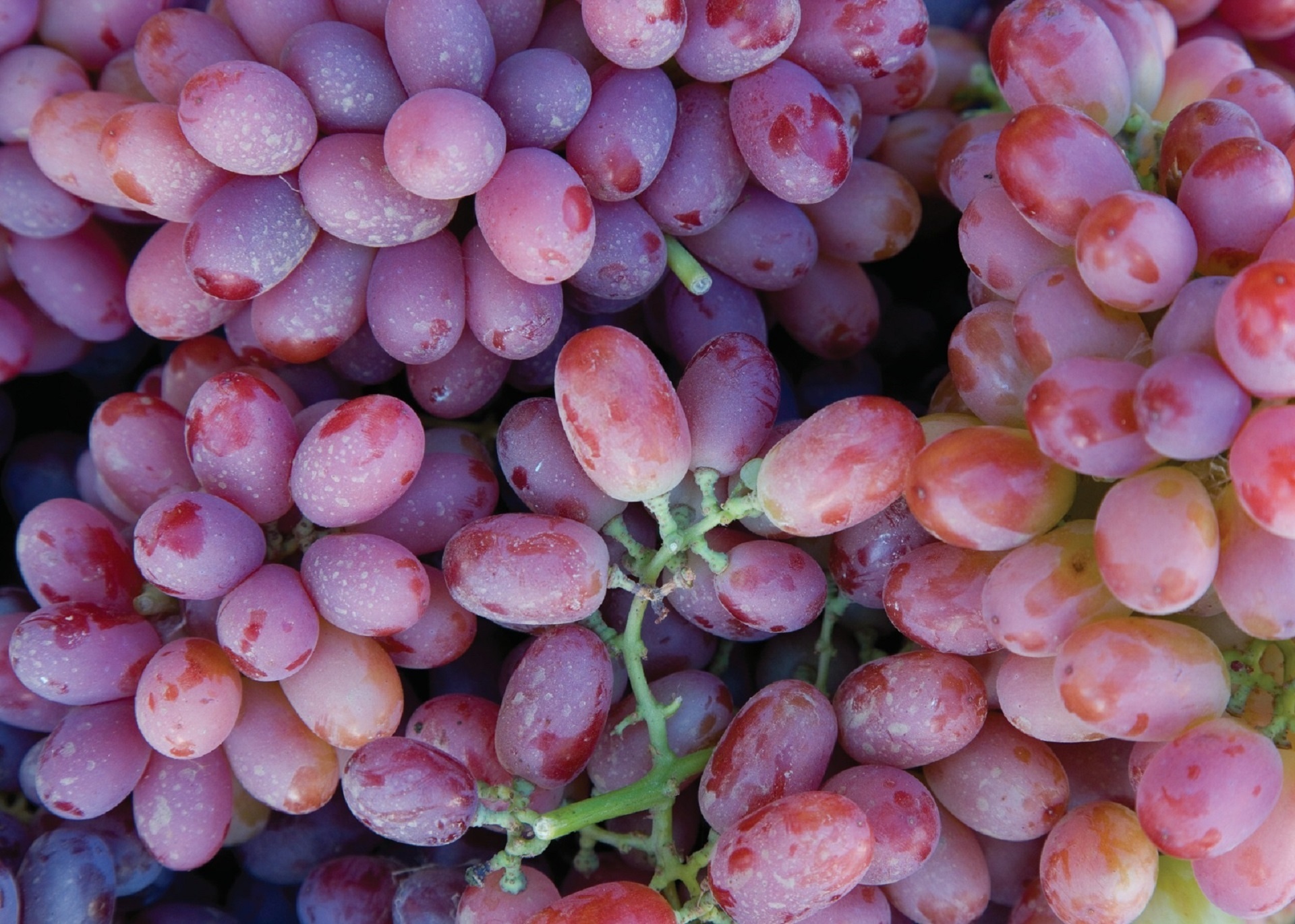 Global grape output climbs 4% despite EU losses