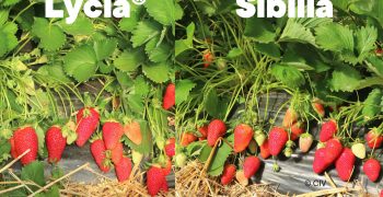 Lycia®CIVNB557* and Sibilla*: two CIV strawberries that make the difference in Italy