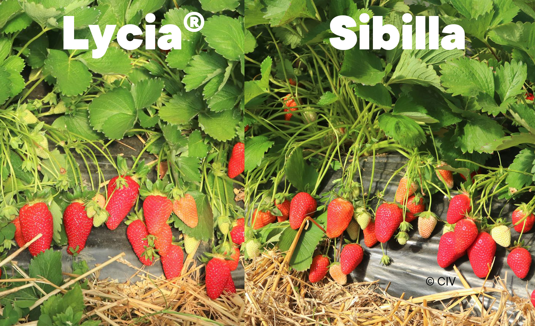 Lycia®CIVNB557* and Sibilla*: two CIV strawberries that make the difference in Italy