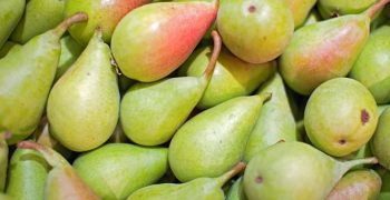 China drives larger pear crop
